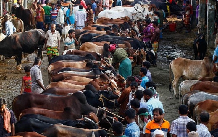 কুরবানির প্রস্তুতি: ধর্মীয় আবেগ, বাজারের চাপ ও নিরাপত্তা চ্যালেঞ্জ